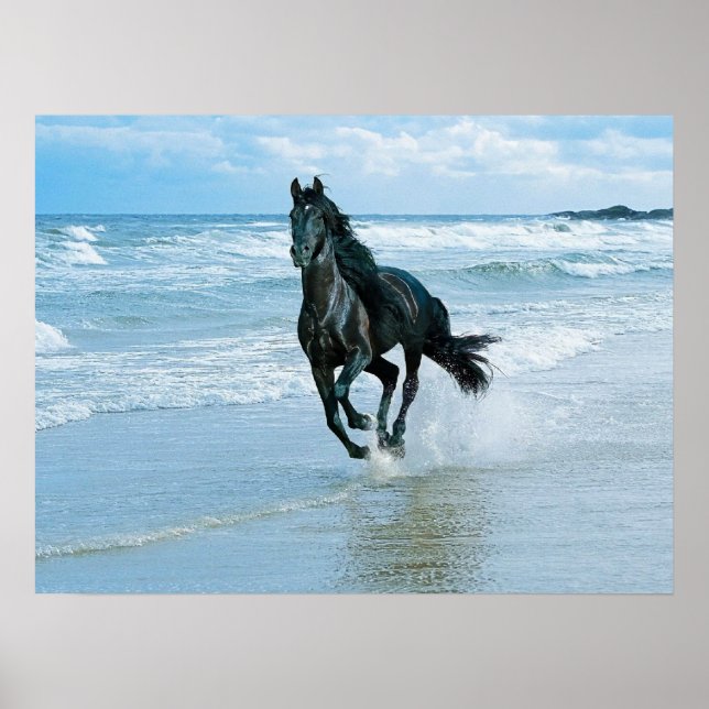 Canvas poster black horse (Front)
