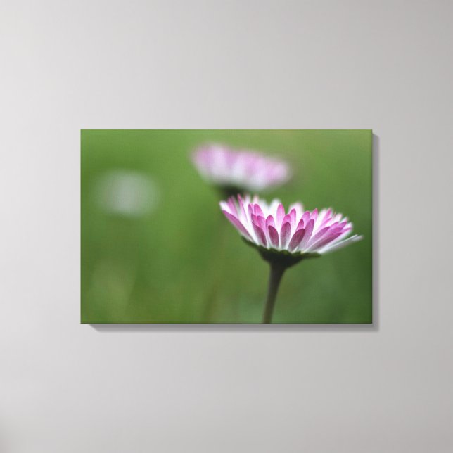 Canvas Print Daisy Elegance (Front)
