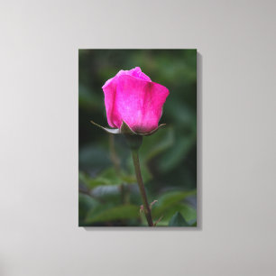 Canvas Print Elegant Pink Rosebud 