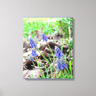 Canvas Print - Grape Hyacinth