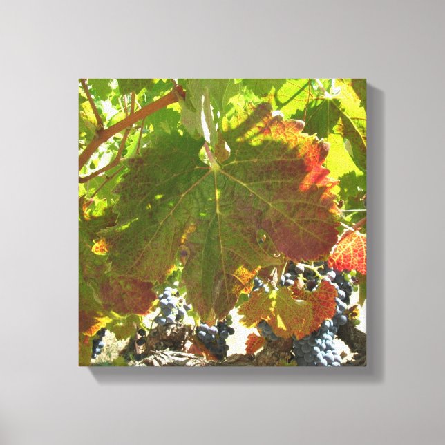 Canvas print - Grape vines (Front)