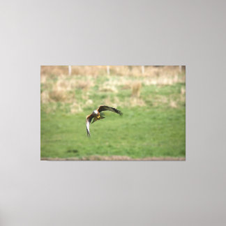 Canvas print of a Red Kite in Flight