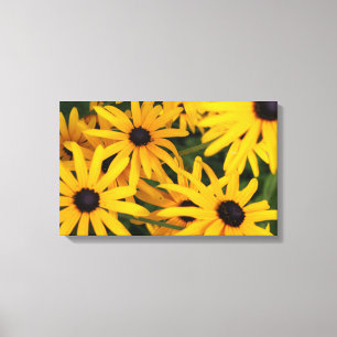Canvas Print of Black-eyed Susans