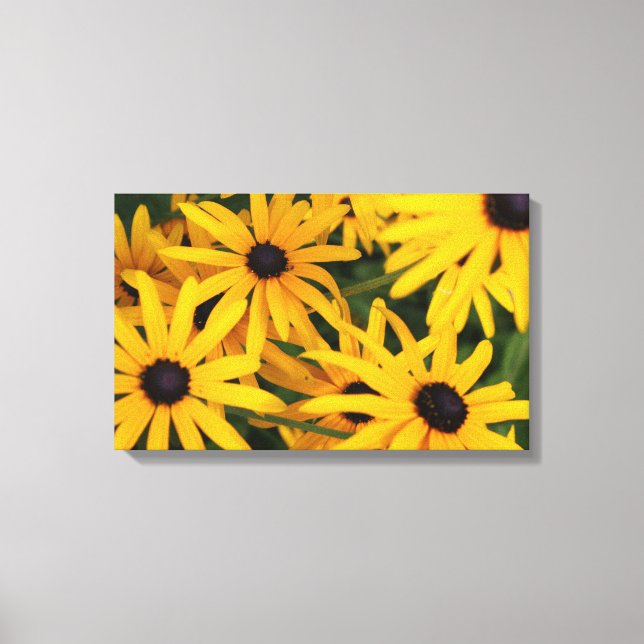 Canvas Print of Black-eyed Susans (Front)
