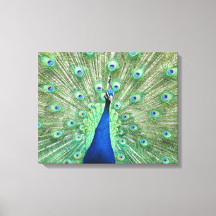 Canvas print - Peacock with Fanned Tail