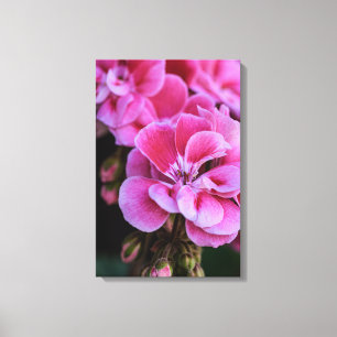 Canvas Print Pink Geranium Blossoms