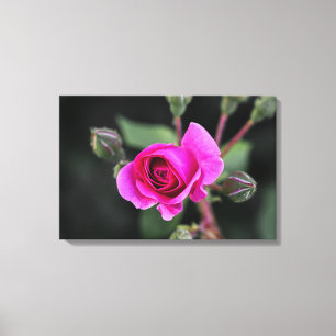 Canvas Print Pink Rose And Buds Photography