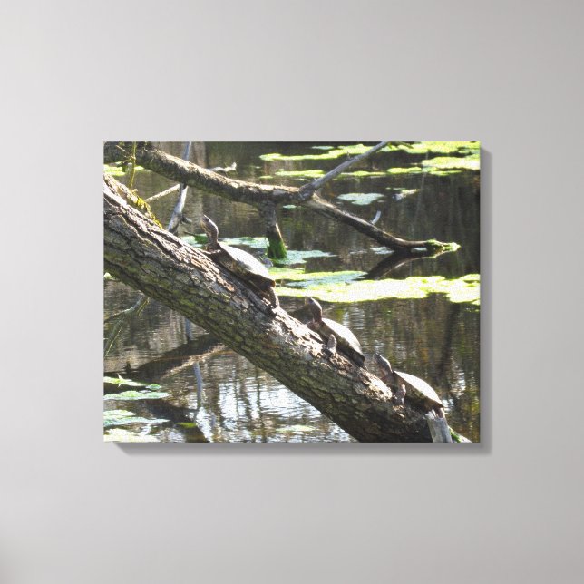 Canvas Print - Pond Turtles (Front)