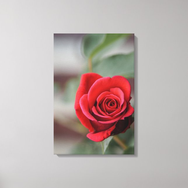 Canvas Print Red Rose Elegance Photography (Front)