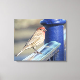Canvas Print - Red Sparrow on Blue Fence