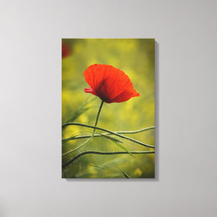 Canvas Print - Single Poppy Flower In Bloom