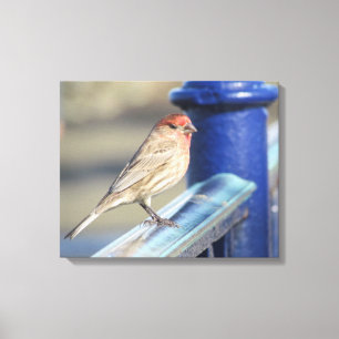 Canvas print - Sparrow on Blue Fence