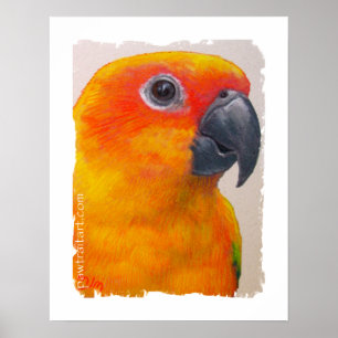Canvas Print - Sun Conure