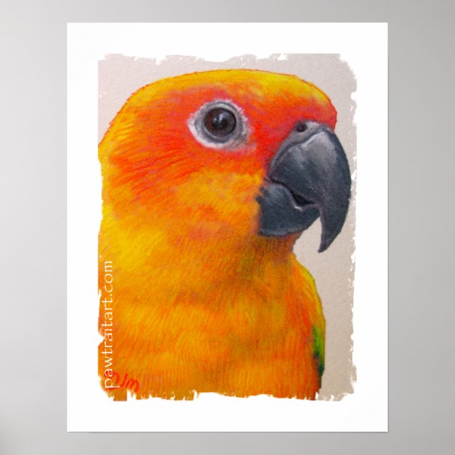 Canvas Print - Sun Conure (Front)