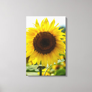 Canvas Print - Sunflower Isolated