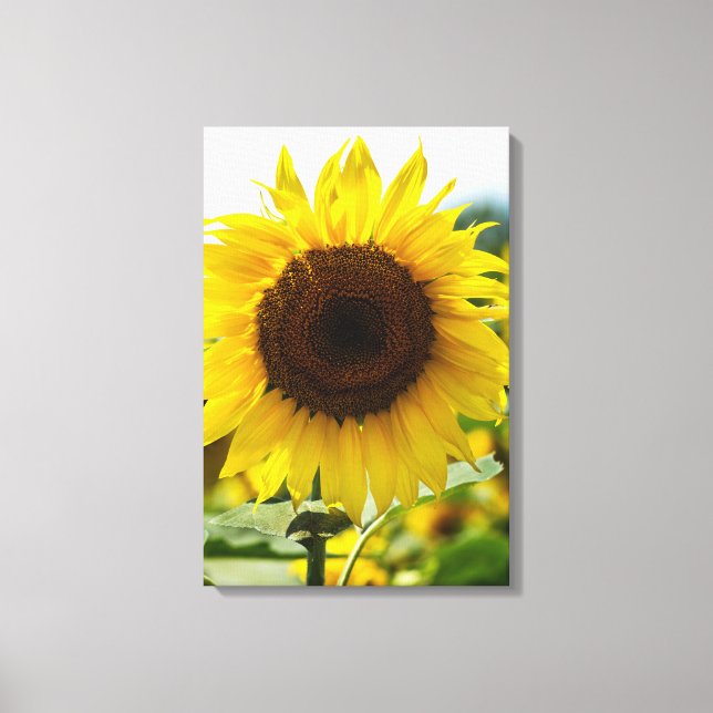 Canvas Print - Sunflower Isolated (Front)