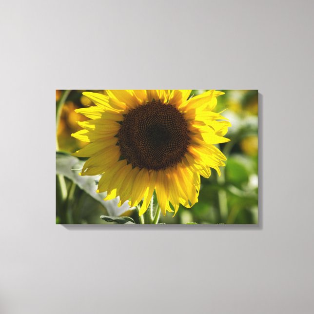 Canvas Print - Sunflower Isolated In Field (Front)