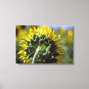 Canvas Print Sunflower Reverse Perspective