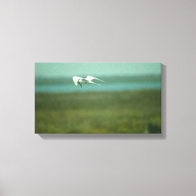Canvas Print - Tern in Flight (v.2) (Front)