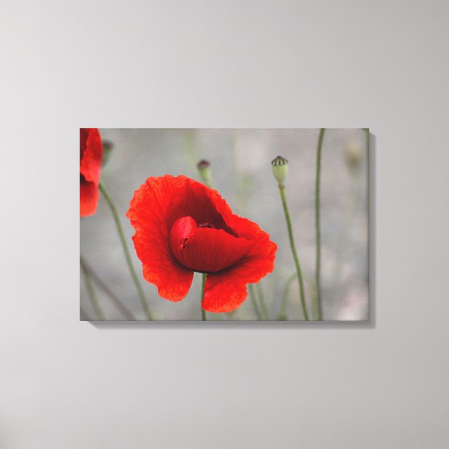 Canvas Print The Red Poppy (Front)