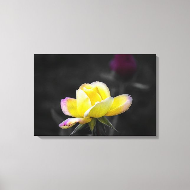 Canvas Print Yellow Rose Photography (Front)