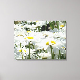 Canvas prints White Daisy Flowers Floral artwork