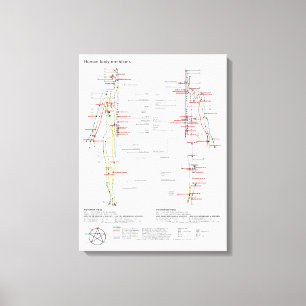 Canvas Schematic Chinese Meridians Musculature Print