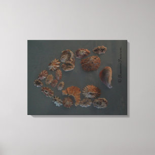 Canvas - SeaShell House. © Roseanne Pears 2012. Print