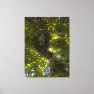 Canvas (Sun Green Tree 2) RFPMDesigns ©️2021/24 Print