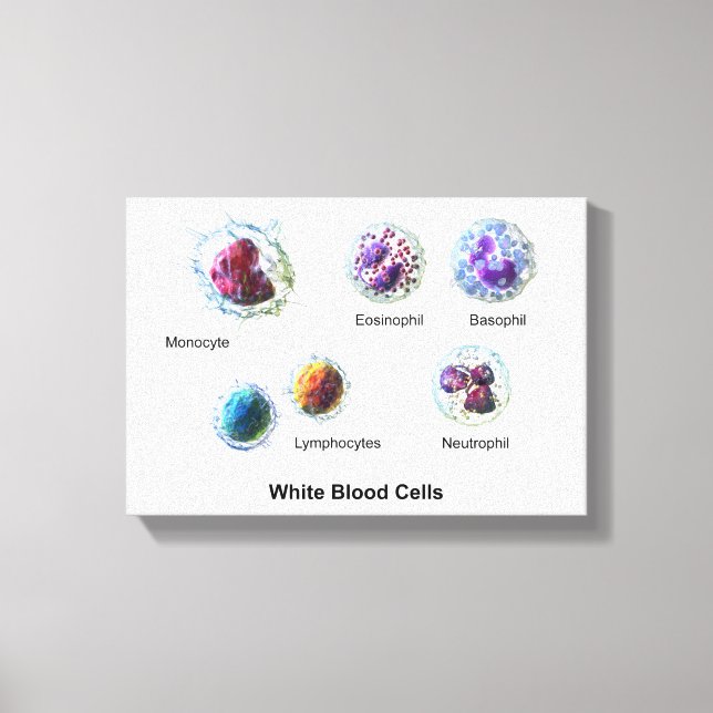 Canvas White Blood Cells Leukocytes Diagram  Print (Front)