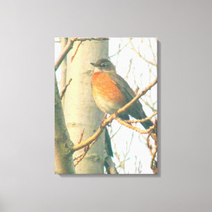 Canvas - Winter Robin on Branch Print