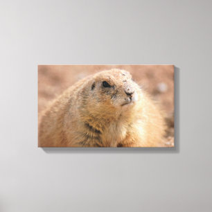 Canvas Wrap: Black-tailed Prairie Dog Print