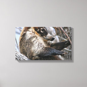 Canvas Wrap: Coatimundi #3 Print