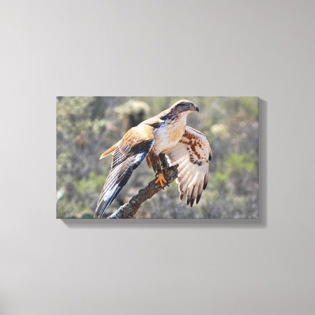 Canvas Wrap: Ferruginous Hawk Print (Front)