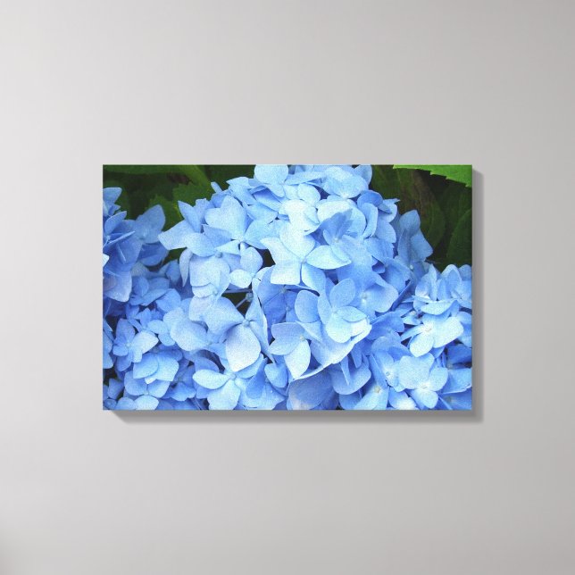 Canvas - Wrapped - Blue Hydrangea Print (Front)