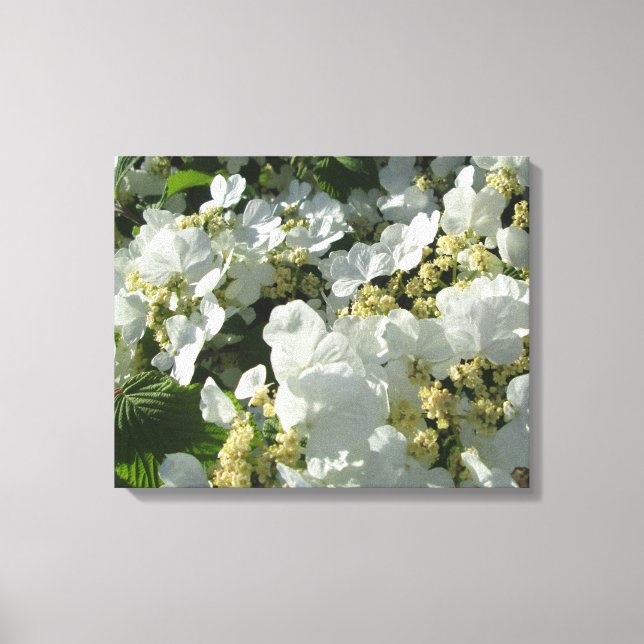 Canvas - Wrapped - Doublefile Viburnum I Print (Front)