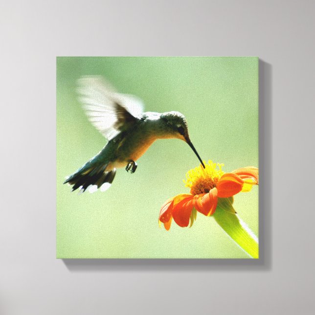Canvas wrapped print of hummingbird and flower (Front)