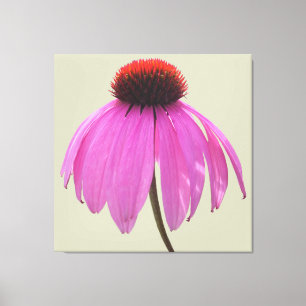 Canvas - Wrapped - Purple Coneflower - Echinacea