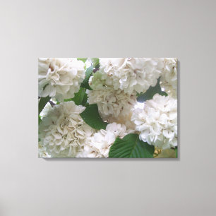 Canvas - Wrapped - White Hydrangeas l Print