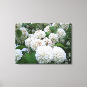 Canvas - Wrapped - White Hydrangeas ll Print
