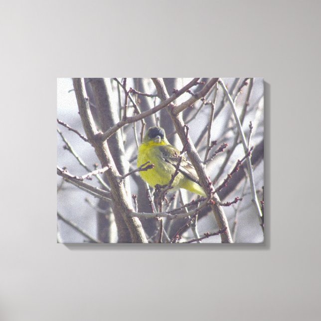 Canvas - Yellow Finch in Winter Branches Print (Front)