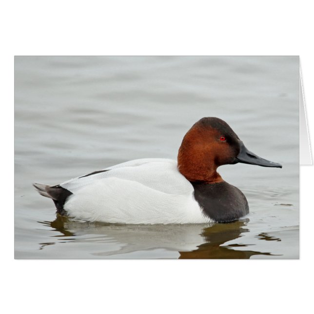 Canvasback Duck Drake (Front Horizontal)