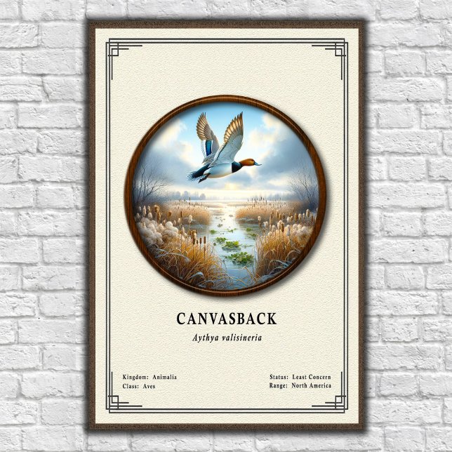 Canvasback Zoology Series Poster (Creator Uploaded)