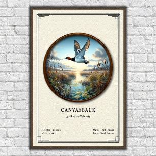 Canvasback Zoology Series Poster