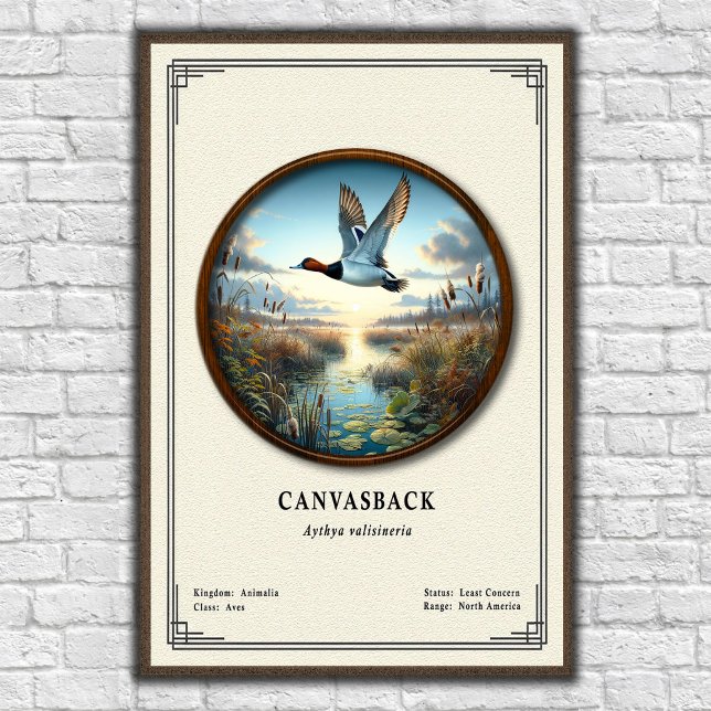 Canvasback Zoology Series Poster (Creator Uploaded)