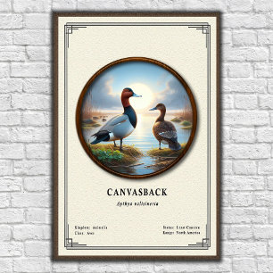 Canvasback Zoology Series Poster
