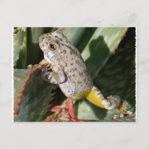 CANYON TREEFROG POSTCARD