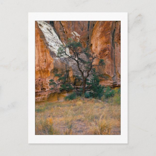 "Canyon View With Tree" Postcard (Front)