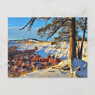 Canyon Winter Snow Pine Trees Utah Postcard