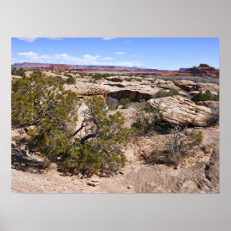 Canyonlands View from Cave Springs Trail Poster